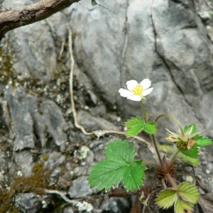 Photographie n°24649 du taxon Fragaria vesca L. [1753]