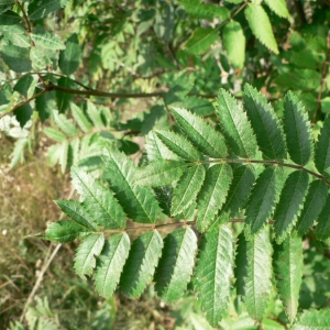 Photographie n°24653 du taxon Sorbus aucuparia L. [1753]