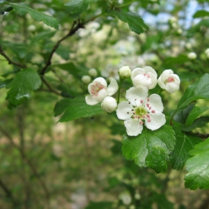 Photographie n°24656 du taxon Crataegus laevigata (Poir.) DC. [1825]