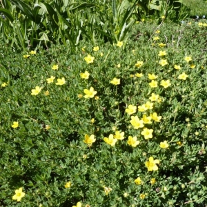 Photographie n°24672 du taxon Potentilla fruticosa L. [1753]