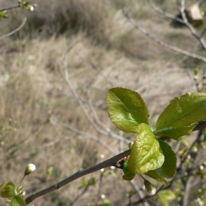 Photographie n°24673 du taxon Prunus cerasifera Ehrh. [1784]