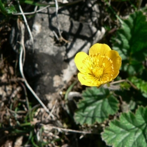 Photographie n°24677 du taxon Geum sylvaticum Pourr. [1788]