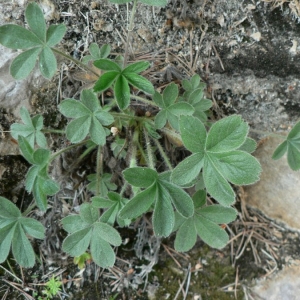  - Potentilla caulescens subsp. cebennensis (Siegfr. ex Debeaux) Kerguélen [1994]