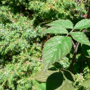 Photographie n°24688 du taxon Rubus idaeus L. [1753]