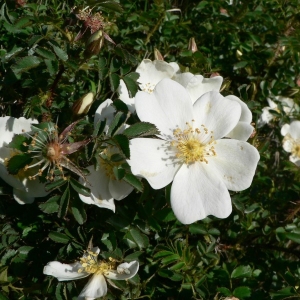 Photographie n°24690 du taxon Rosa pimpinellifolia L. [1759]