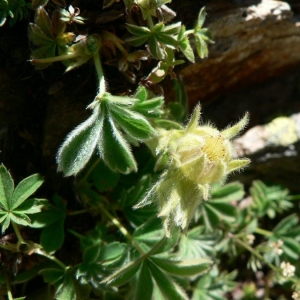 Photographie n°24695 du taxon Potentilla nivalis Lapeyr. [1782]