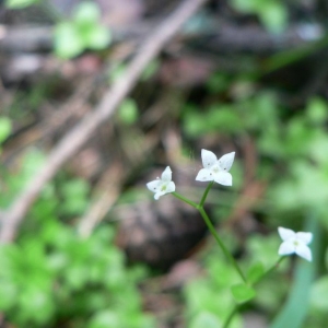 Aparine rotundifolia (L.) Delarbre (Gaillet à feuilles rondes)