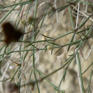 Photographie n°24701 du taxon Asperula cynanchica L. [1753]