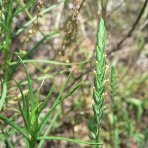 Photographie n°24706 du taxon Crucianella angustifolia L. [1753]