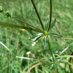 Photographie n°24707 du taxon Galium uliginosum L. [1753]