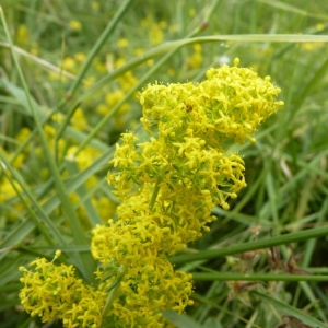 Photographie n°24708 du taxon Galium verum L. [1753]