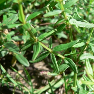 Photographie n°24709 du taxon Galium boreale L. [1753]