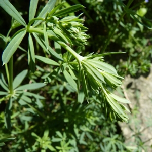 Photographie n°24710 du taxon Galium sylvaticum L. [1762]