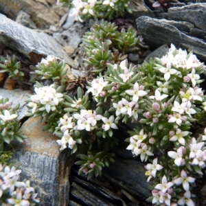 Photographie n°24712 du taxon Galium cometorhizon Lapeyr. [1818]