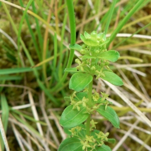 Photographie n°24715 du taxon Cruciata glabra (L.) Ehrend. [1958]