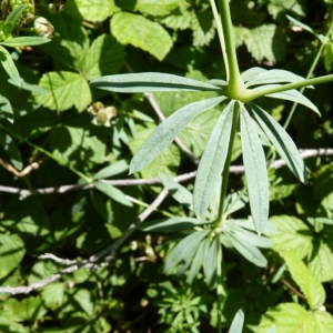 Photographie n°24717 du taxon Galium sylvaticum L. [1762]