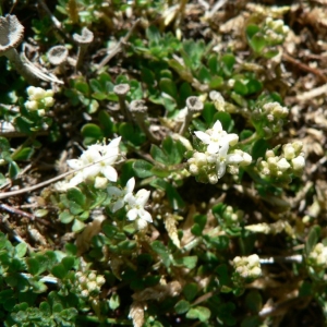 Photographie n°24718 du taxon Galium saxatile L. [1753]