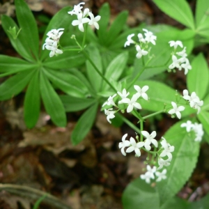 Photographie n°24719 du taxon Galium odoratum (L.) Scop. [1771]