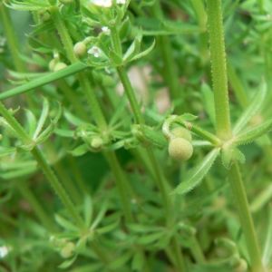 Photographie n°24720 du taxon Galium tricornutum Dandy [1957]