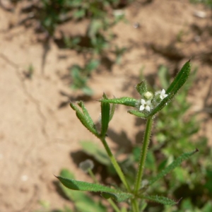 Photographie n°24724 du taxon Galium aparine L. [1753]