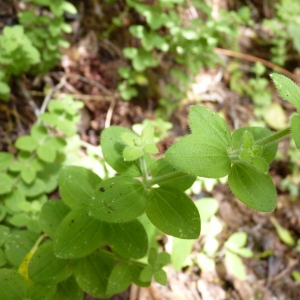  - Galium scabrum L. [1753]