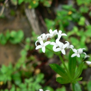 Photographie n°24729 du taxon Galium odoratum (L.) Scop. [1771]