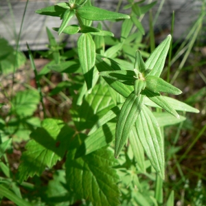 Photographie n°24733 du taxon Galium boreale L. [1753]