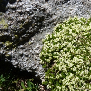 Photographie n°24739 du taxon Galium cespitosum Lam. [1792]