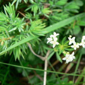 Galium pumilum subsp. marchandii (Roem. & Schult.) O.Bolòs & Vigo (Gaillet de Marchand)
