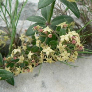 Photographie n°24746 du taxon Rubia peregrina L. [1753]