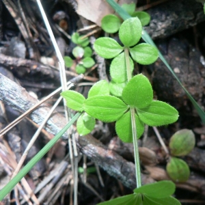 Photographie n°24753 du taxon Galium rotundifolium L. [1753]