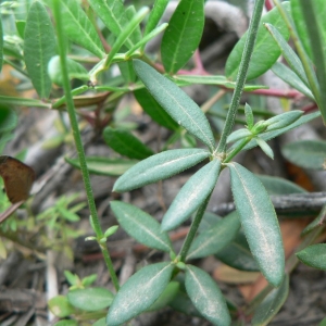 Photographie n°24755 du taxon Crucianella latifolia L. [1753]