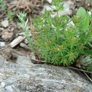 Photographie n°24758 du taxon Galium parisiense L. [1753]