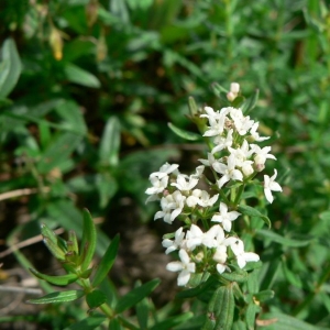 Photographie n°24761 du taxon Galium boreale L. [1753]