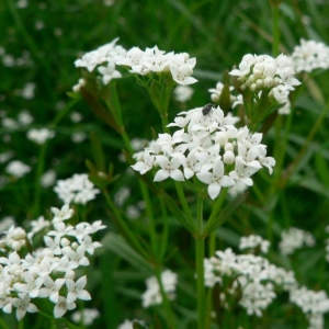 Photographie n°24762 du taxon Galium palustre L. [1753]