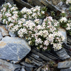 Photographie n°24763 du taxon Galium cometorhizon Lapeyr. [1818]