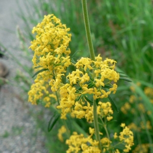 Photographie n°24764 du taxon Galium verum L. [1753]