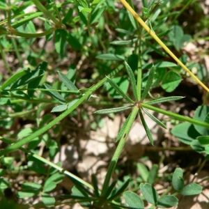 Photographie n°24766 du taxon Galium pumilum Murray [1770]