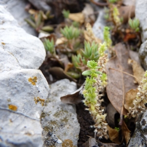 Photographie n°24767 du taxon Valantia muralis L. [1753]