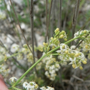 Galium mollugo subsp. gerardii (Vill.) Rouy (Gaillet luisant)