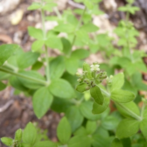 Galium rotundifolium subsp. ellipticum (Willd. ex Hornem.) Bonnier & Layens (Gaillet scabre)