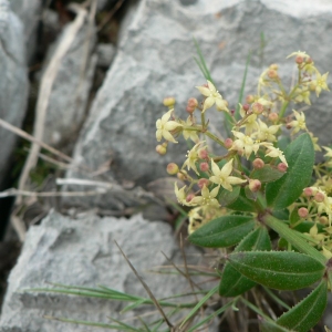 Photographie n°24780 du taxon Rubia peregrina L. [1753]