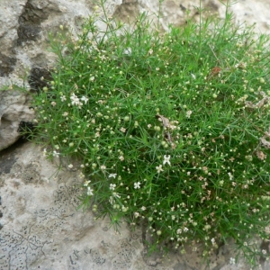 Photographie n°24782 du taxon Galium pusillum L. [1753]