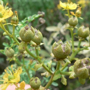 Photographie n°24788 du taxon Ruta chalepensis L. [1767]