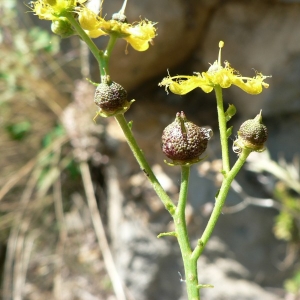 Photographie n°24790 du taxon Ruta angustifolia Pers. [1805]