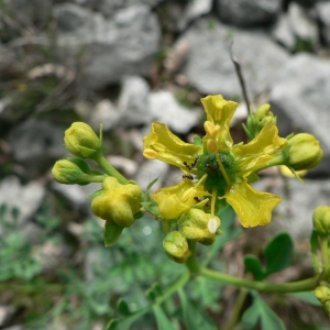 Photographie n°24797 du taxon Ruta graveolens L. [1753]