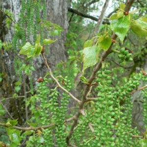 Photographie n°24798 du taxon Populus nigra L. [1753]