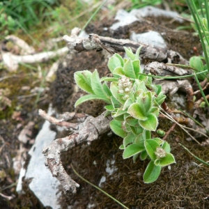 Photographie n°24799 du taxon Salix pyrenaica Gouan [1773]