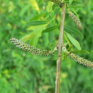 Photographie n°24803 du taxon Salix purpurea L. [1753]