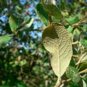 Photographie n°24807 du taxon Salix atrocinerea Brot. [1804]